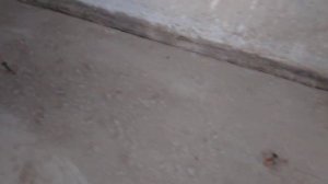 Стяжка пола грубым ровнителем