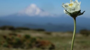 Евангелие дня. Чтимые святые дня. Начало индикта – церковное новолетие. (14.09.2020)