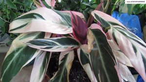 Моя прекрасная СТРОМАНТА.  Содержание и правильный уход в домашних условиях