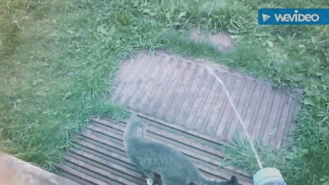 Коты не боятся воды? смотреть онлайн