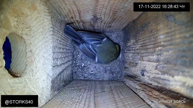 Спрос на жилье вырос ближе к зиме. Среди синиц) смотреть онлайн