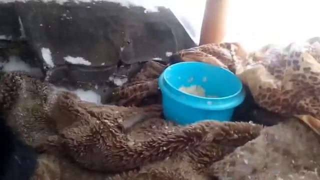 Спасение бездомных щенков.