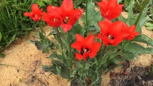 Тюльпан Грейга Красная Шапочка  (Greigii tulips "Red Riding Hood")