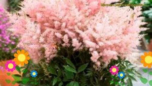 Астильба гибридная Уник Силверипинк. Краткий обзор, описание astilbe hibrida Younique Silverypink