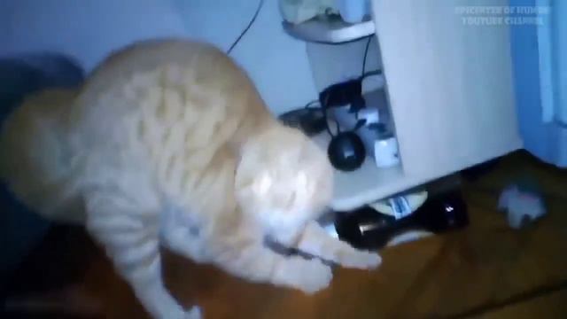 Приколы про животных 13 часть смотреть онлайн