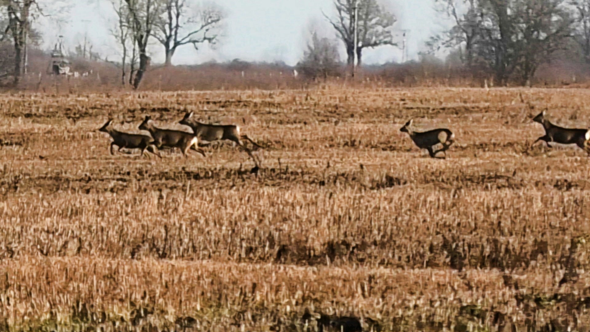 Загонная ОХОТА. ЗАКРЫТИЕ. 10 января 2023г.