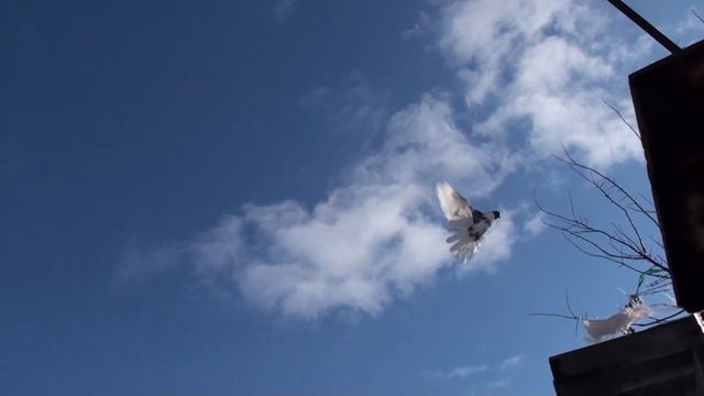 МОИ. ГОЛУБИ!!! А ВОТ ТОТ, КТО НЕ ГОНЯЕТ ТЕРЯЕТ ПАЧКАМИ ГОЛУБЕЙ! ПОД ПУЖИВАЕТ,ТЕРЯЕТ.22 янв. смотреть онлайн