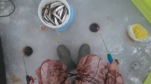 Ловля малоротки М.Буссе