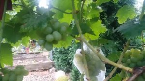 Калининградский виноград. Элегант Сверхранний.