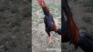 БОЙЦОВЫЕ ПЕТУХИ