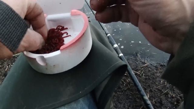 Лошанское вдхр. Июнь. Фидер, смактухи. "День уклейки". Но заветная рыба поймана! смотреть онлайн