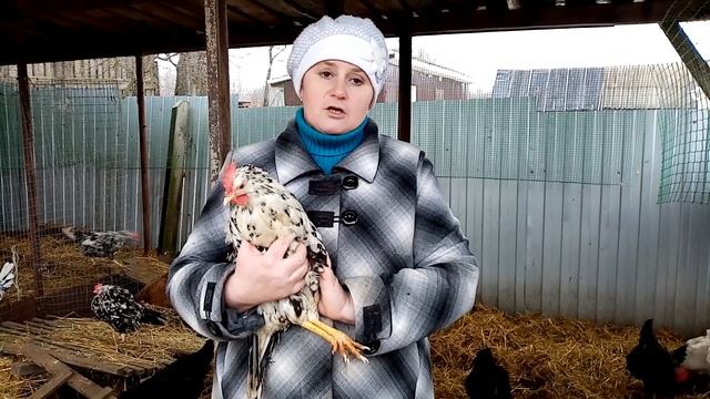 Главный секрет Леггорна Далматинца. Год спустя - делаем выводы. смотреть онлайн