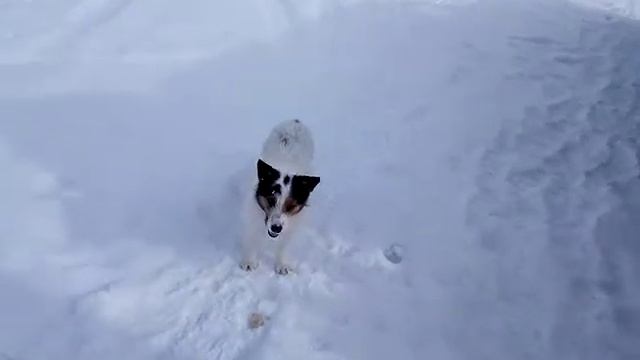 озеро Большое местный пес смотреть онлайн