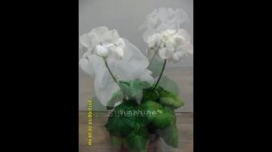 Pelargonium Multibloom White