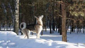 "Желательный тип лайки" "Лайка и её натаска" Белоусов В.И