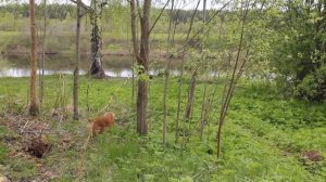 В роще у Вели с Жулей. Мой родной любимый Вельский край.