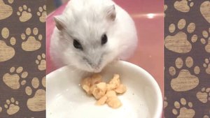 СМЕШНЫЕ ПРИКОЛЫ С ХОМЯЧКАМИ ДЖУНГАРИКАМИ) #хомки смешная озвучка