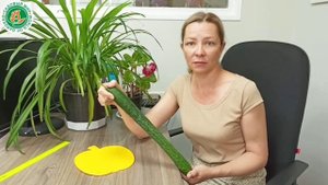 Огурец Китайский Император