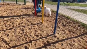 Первая встреча с собакой на улице | щенок басенджи Смарт | Basenji's first encounter with a dog