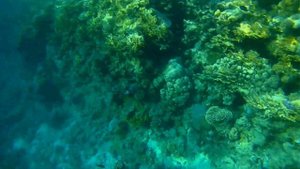 Pyramisa Sharm El Sheikh Resort 5. Коралловый риф отеля