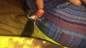 Детёныш Ласки (Mustela nivalis) ест цыплёнка