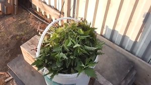 Крапива для кур несушек.