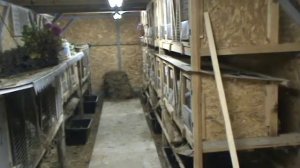 видиоотчет по шеду (крольчатник)