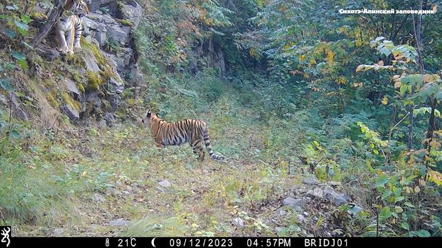 В тайге невыученных уроков смотреть онлайн