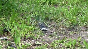 Краш тест LI-po аккумулятора 2