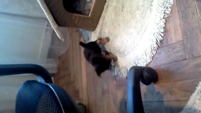 щенок йорк играется с мячиком смотреть онлайн