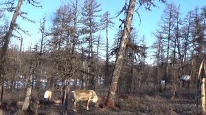 ? Южная Якутия Стойбище эвенков, Оленята. Тайга ?
