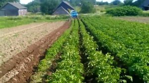 окучивание картофеля Трактором МТЗ 80