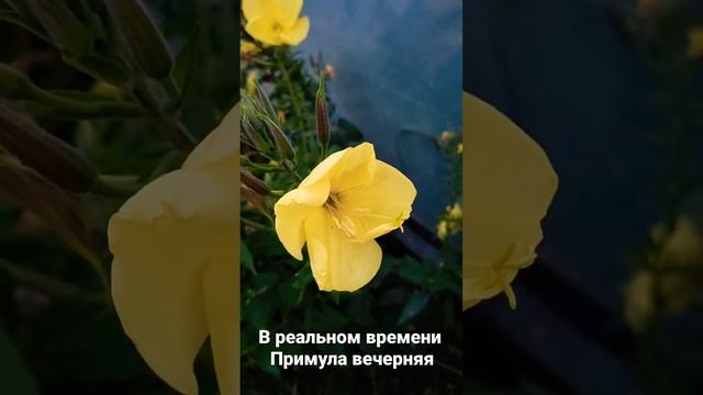 Примула вечерняя в реальном времени