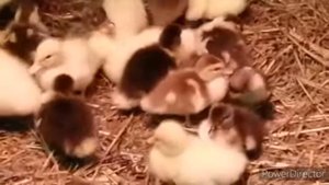 Разведение мускусных уток.