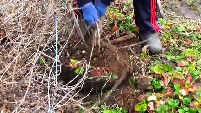 Крыжовник: саженцы выращиваем сами - бесплатно , легко и надежно! смотреть онлайн