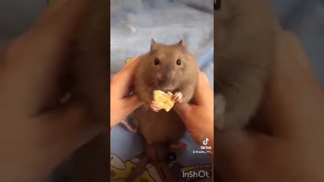 Самые Прикольные КРЫСКИ?Смешные животные!