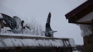 РАЗМЕРЫ ГНЕЗДОВЫХ СЕКЦИЙ ДЛЯ ГОЛУБЕЙ. Это может сделать каждый.