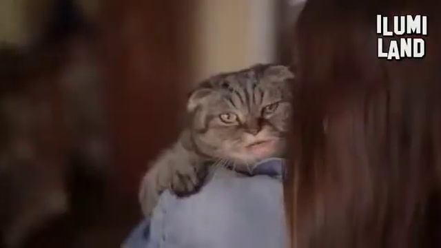 Прикольная песенка "Привет, я кот!"# И смешной клип про забавного кота!#