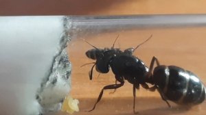 Ура первые рабочие у Camponotus Ligniperda!