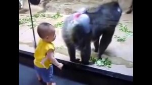 лучшие приколы горилла