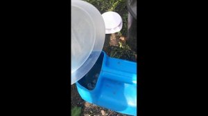 Подкормка хвойных деревьев после зимы