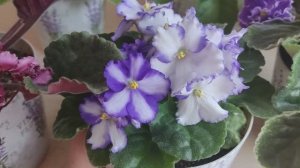 Обзор на фиалки - изменения цветения . Стояла жара и резко стало холодно.