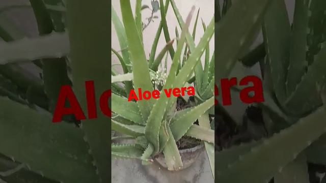 Aloe vera# ghar me dhan Lata h ye plant# shubh plant