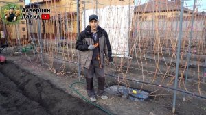 Влагозарядный полив винограда?