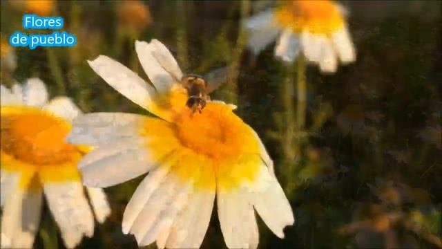 Margarita, mohino, crisantemo, chrysanthemum coronarium. смотреть онлайн