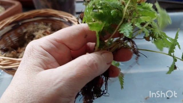 Посадка Папоротников Необычным Способом