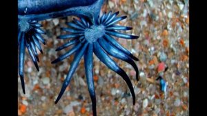 Голубой-Морской дракон