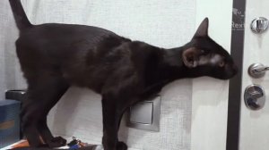 Oriental Shorthair Cat Talking And Meowing | Black Oriental Cat | Oriental Shorthair Honk