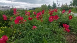 Дикий пион: помпезный ядовитый цветок с «хвойными» листьями