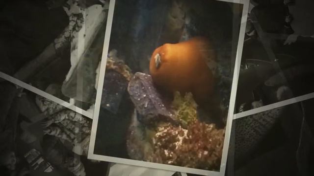 Зоопарк. Экзотариум. смотреть онлайн